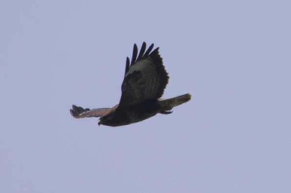 09 May 2020 - 12-55-48 
Looks like this chap is going in for a kill.
-----------------------
Buzzard over Dartmouth, Devon